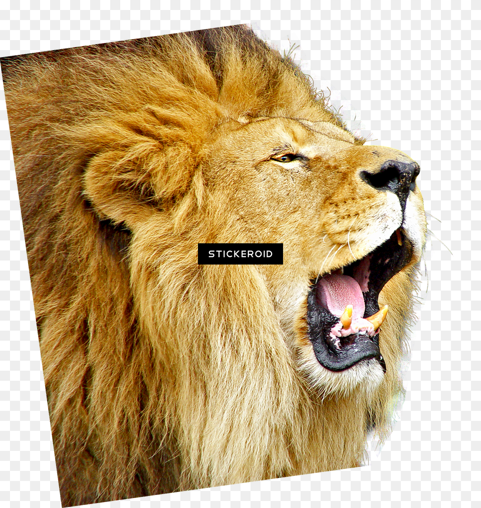 Lion Roar Clear Background Lion Png Image