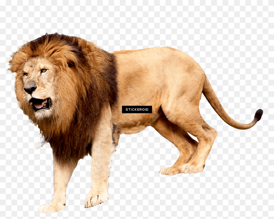 Lion Roar Lion Background Free Transparent Png