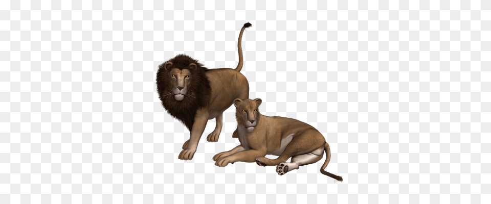 Lion Roar Transparent, Animal, Mammal, Wildlife Png