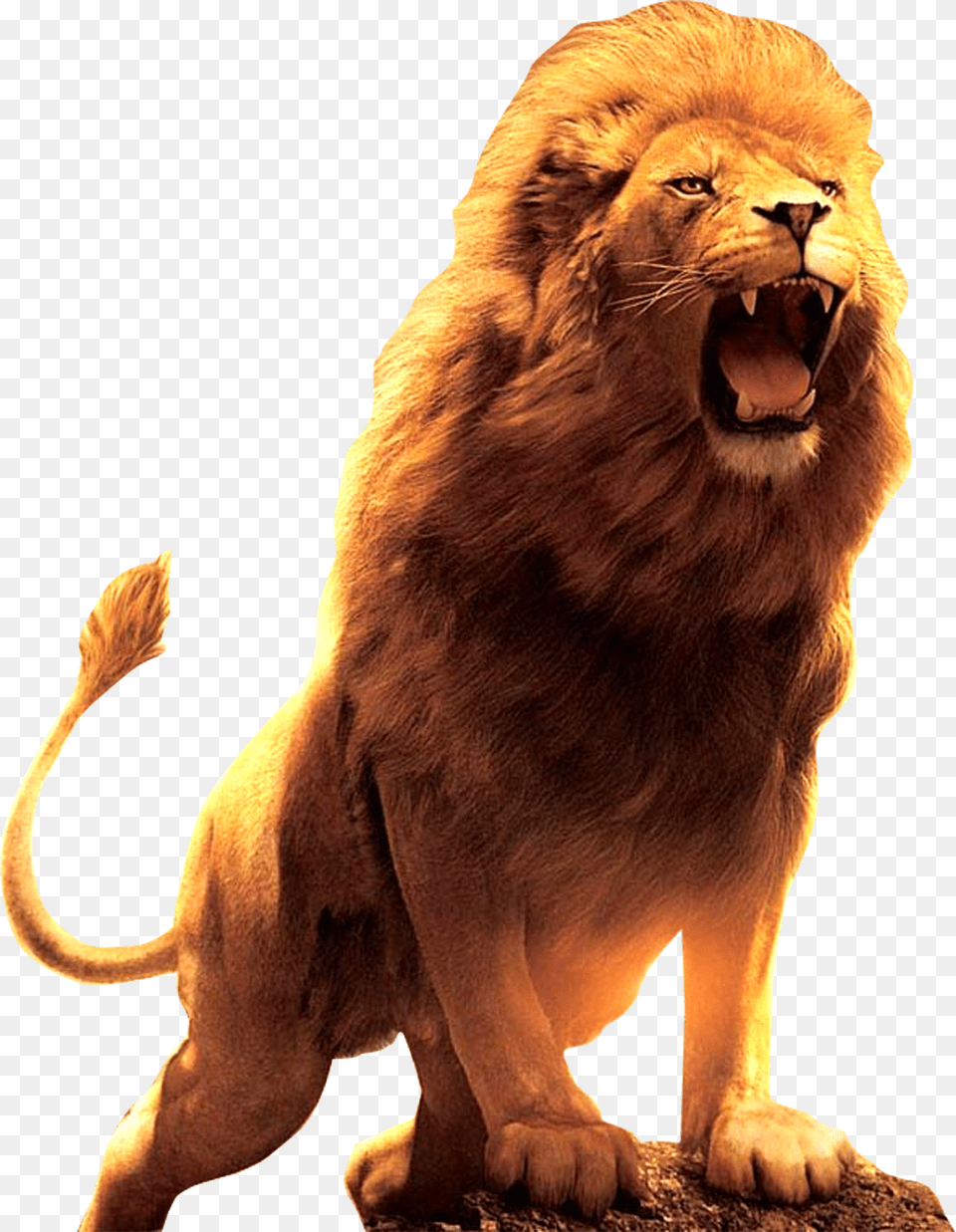Lion Roar Wallpaper Hd, Animal, Mammal, Wildlife Png Image