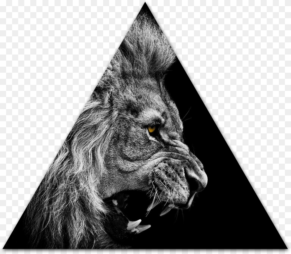 Lion Roar Wallpaper High Quality Laptop Wallpapers Black And White, Animal, Mammal, Wildlife, Cat Free Png