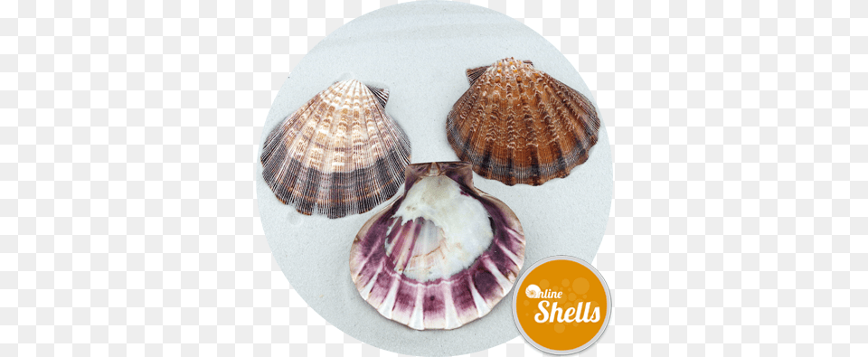 Lion Scallop, Animal, Clam, Food, Invertebrate Png