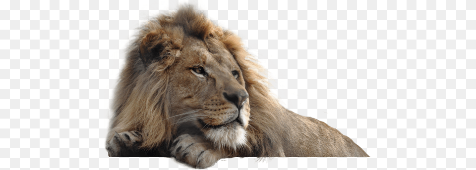Lion Sitting Lion, Animal, Mammal, Wildlife Free Png