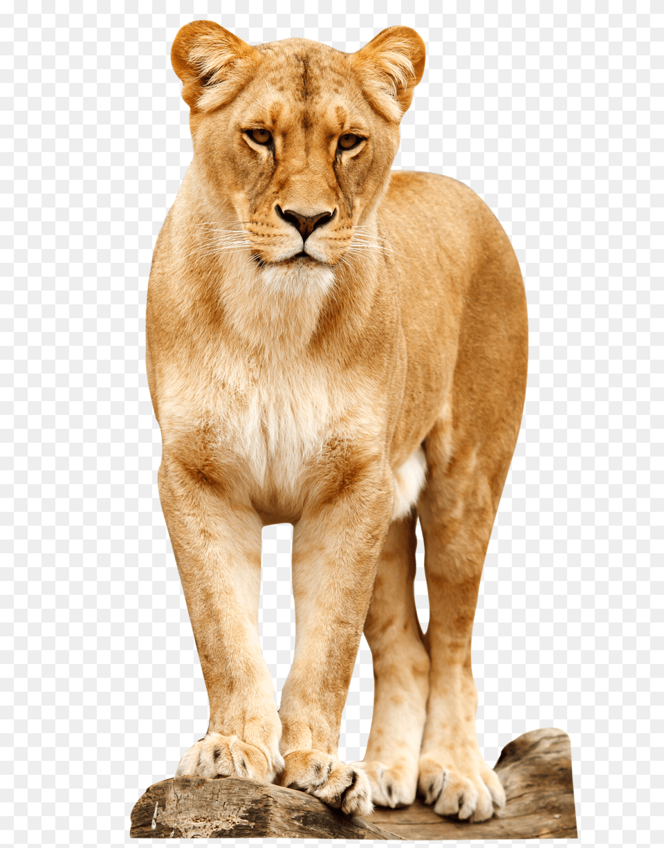 Lion Standing Png Image