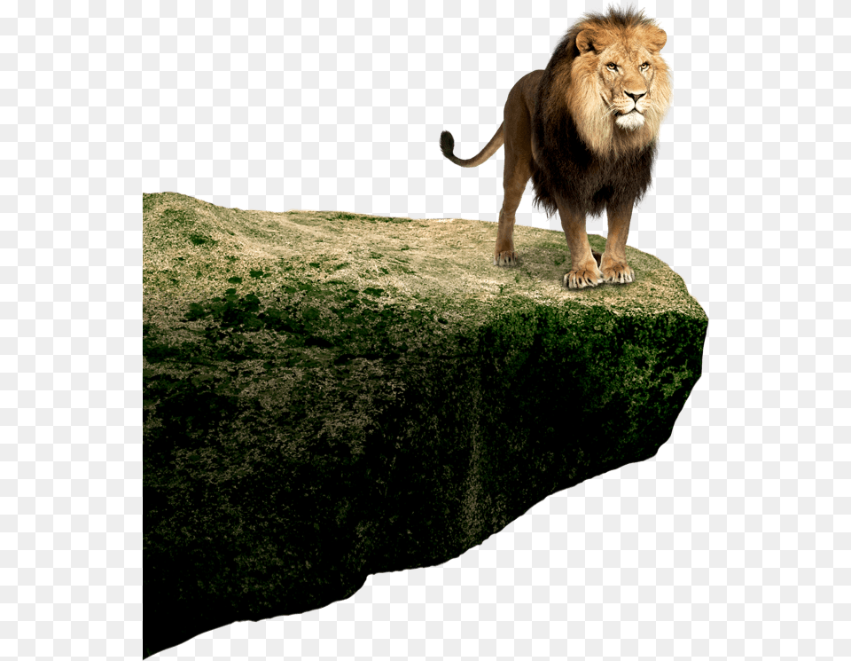Lion Standing Images Hd, Animal, Mammal, Wildlife Free Png Download