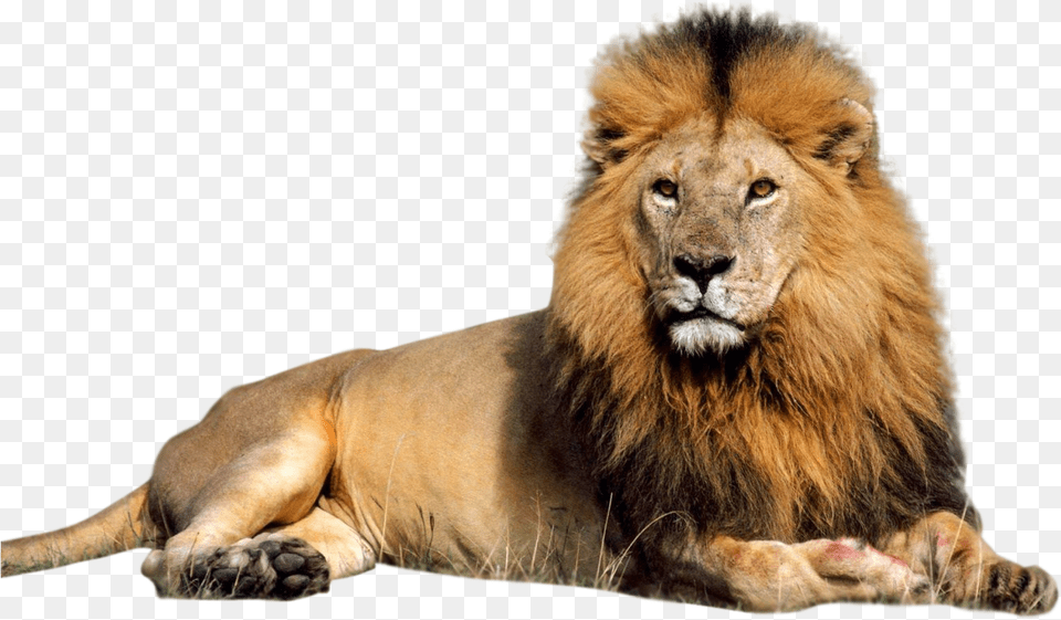 Lion Transparent Background, Animal, Mammal, Wildlife Png Image