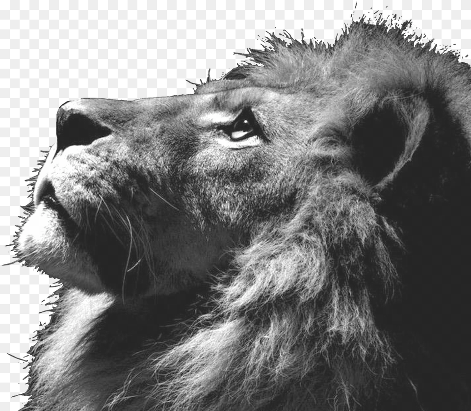 Lion Triangle Tumblr Lion Background, Animal, Mammal, Wildlife Free Transparent Png