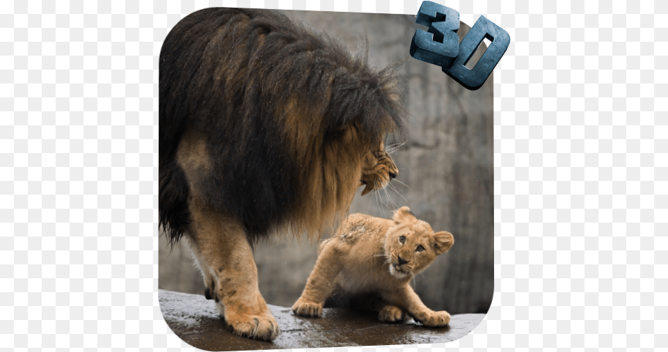 Lion Video Live Wallpaper 30 Download Android Apk Aptoide Live Lion Video, Animal, Mammal, Wildlife, Zoo Free Transparent Png