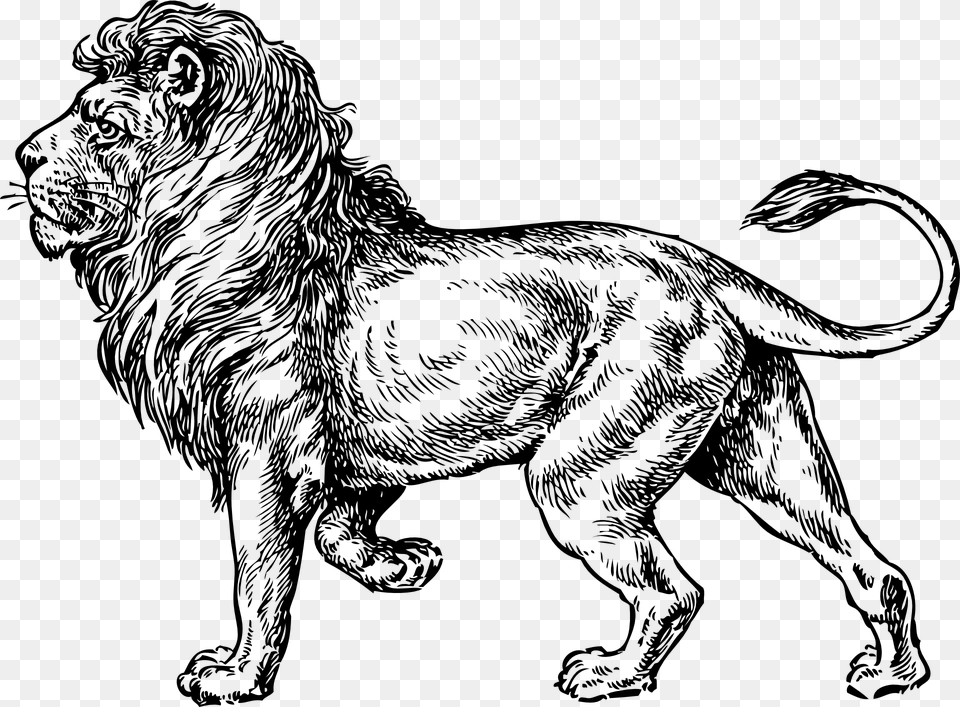 Lion Walking Tattoo, Gray Png Image