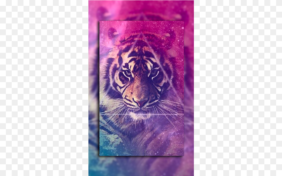 Lion Wallpaper Galaxy, Purple, Animal, Mammal, Tiger Png Image