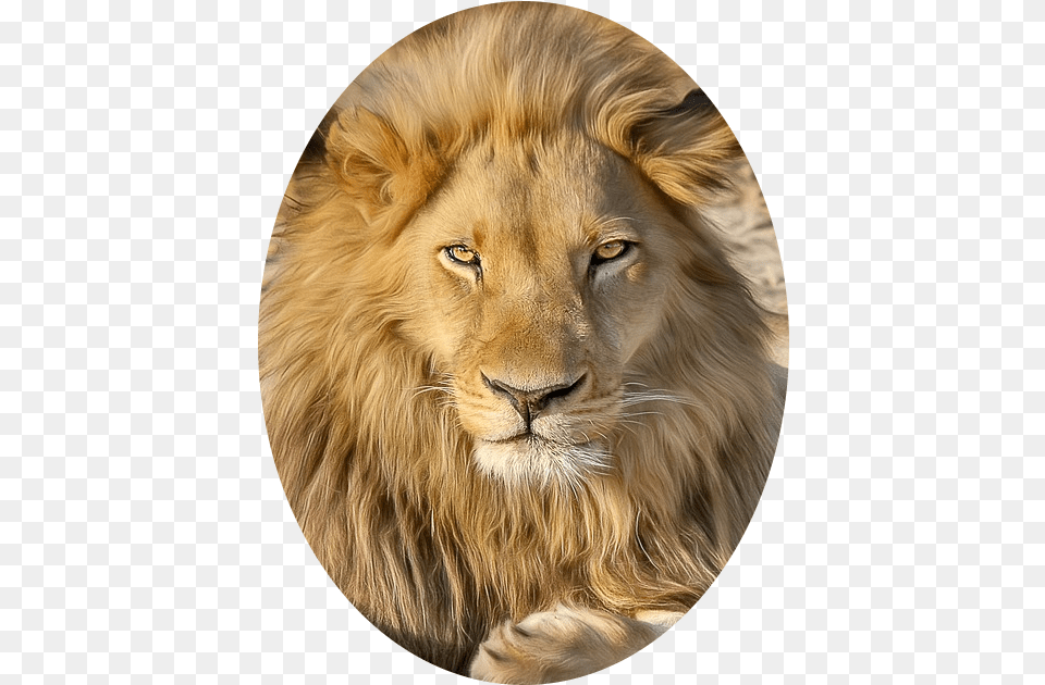 Lion Wallpaper Hd Download, Animal, Mammal, Wildlife, Photography Png