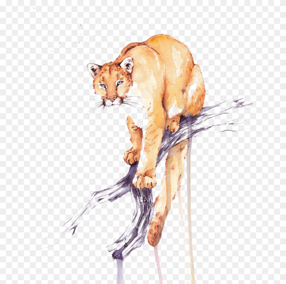 Lion Water Painting, Art, Wildlife, Animal, Drawing Png Image