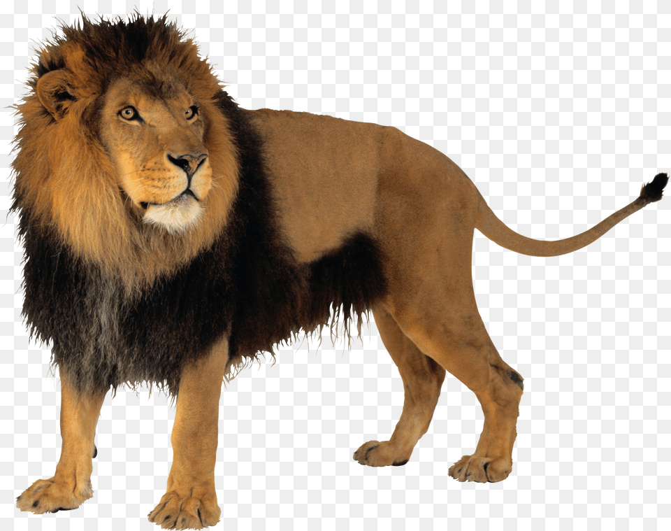 Lion With Background, Animal, Mammal, Wildlife Free Png Download