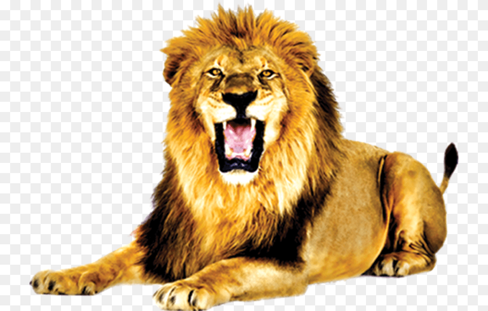 Lion With Open Mouth, Animal, Mammal, Wildlife Png Image