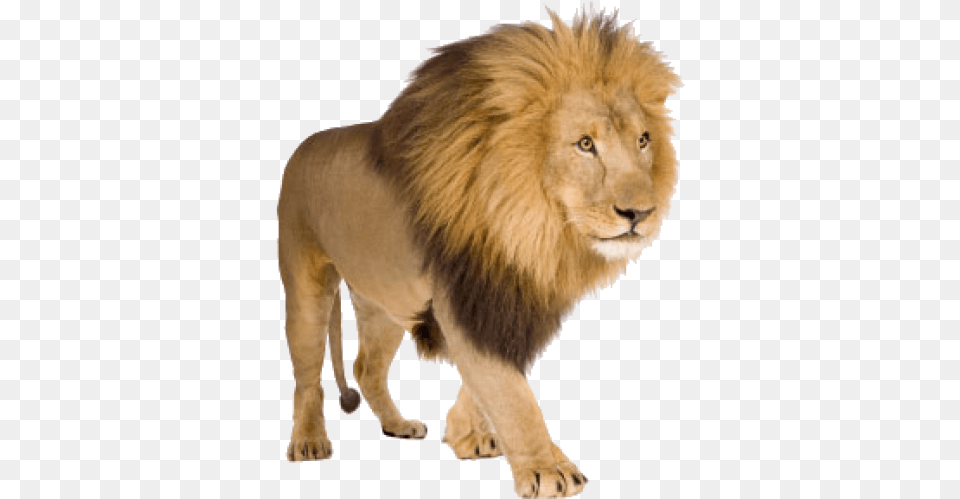 Lion With White Background, Animal, Mammal, Wildlife Free Transparent Png