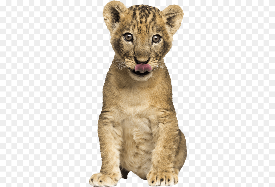 Lionceau Cachorros De Leon, Animal, Lion, Mammal, Wildlife Png Image
