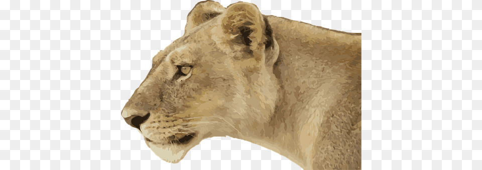 Lioness Animal, Lion, Mammal, Wildlife Free Png