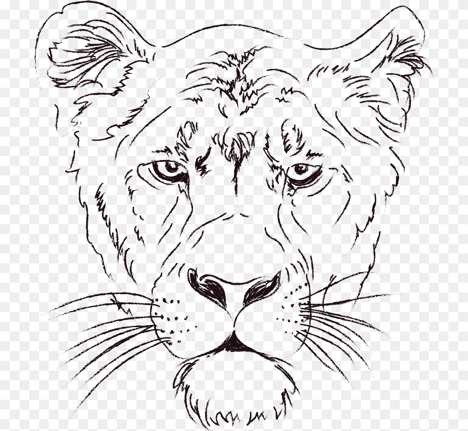 Lioness, Animal, Mammal, Panther, Wildlife Free Transparent Png