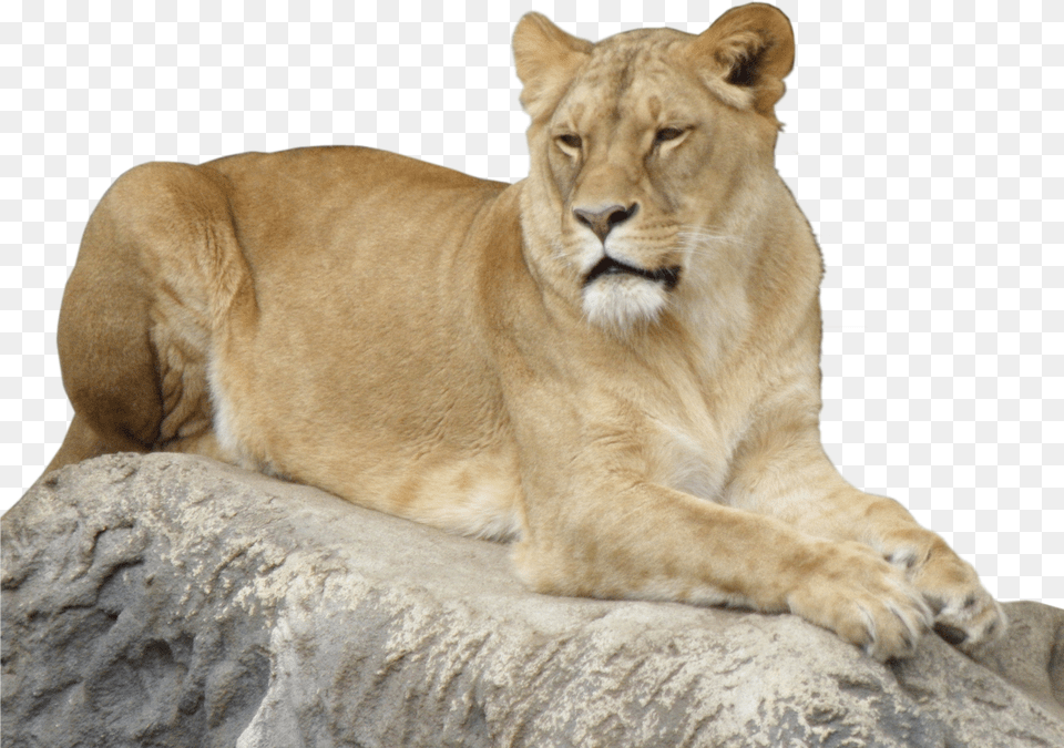 Lioness Free Png Download