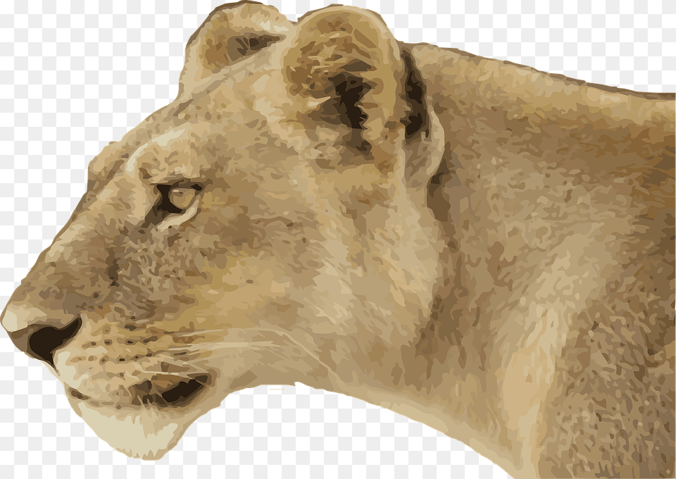 Lioness Animal Wild Wildlife Predator Cat Jungle Female Lion Side View, Mammal, Person, Man, Male Free Png Download