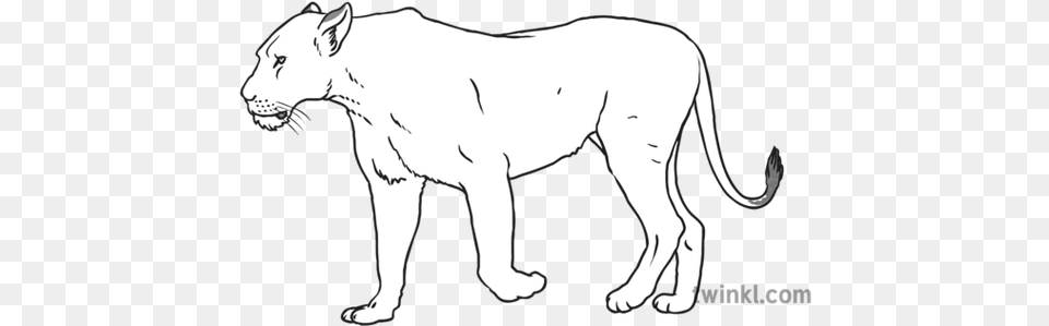 Lioness Black And White 1 Illustration Twinkl Line Art, Person, Animal, Mammal, Wildlife Png