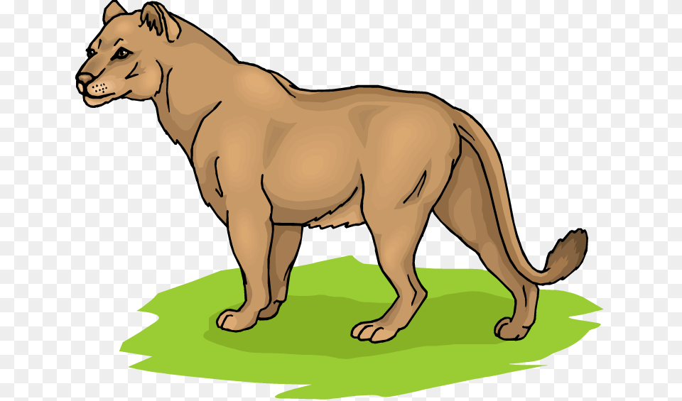 Lioness Clipart, Animal, Lion, Mammal, Wildlife Png