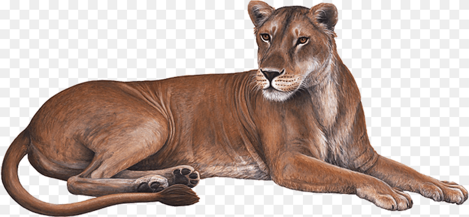 Lioness Image Cougar, Animal, Lion, Mammal, Wildlife Free Png Download