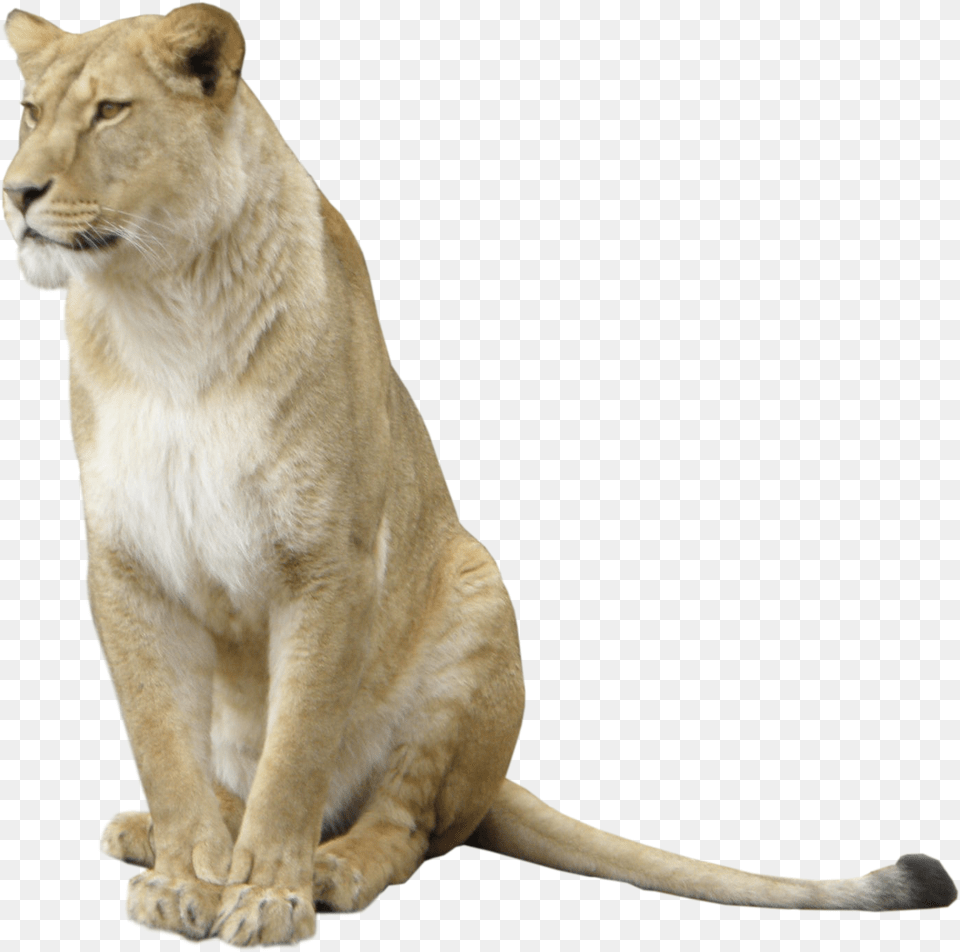 Lioness Image Lioness, Animal, Lion, Mammal, Wildlife Free Png Download