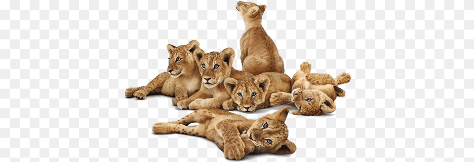 Lioness Lion, Animal, Mammal, Wildlife, Kangaroo Free Png
