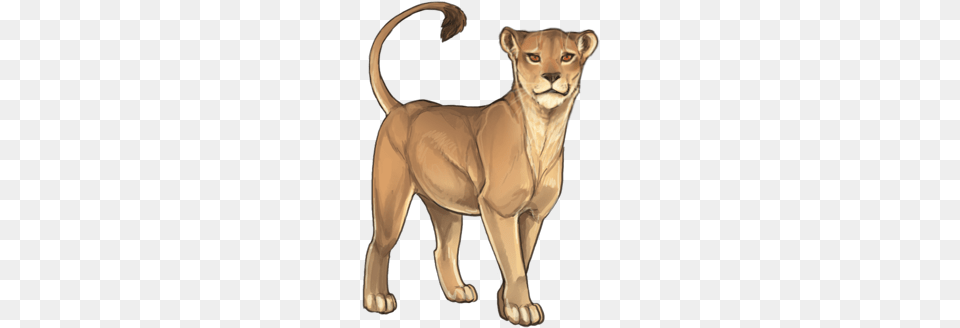 Lioness Picture Kitty Lioden, Animal, Lion, Mammal, Wildlife Free Png Download