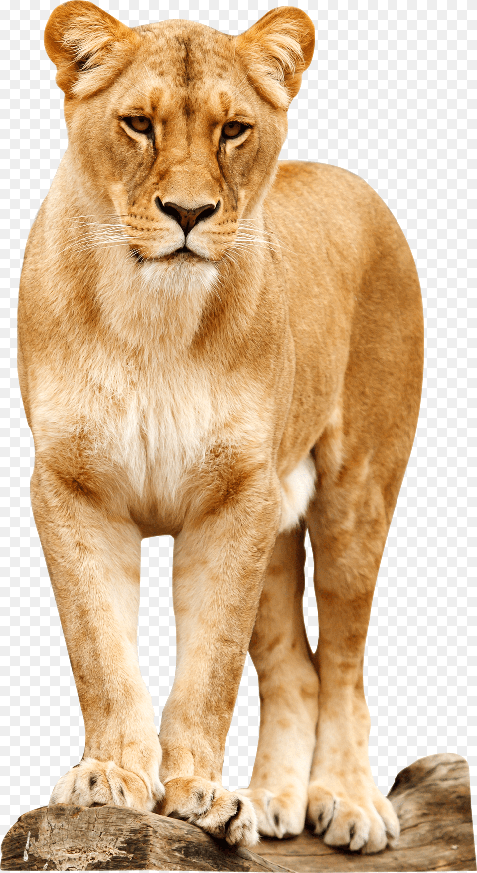 Lioness Standing Free Png