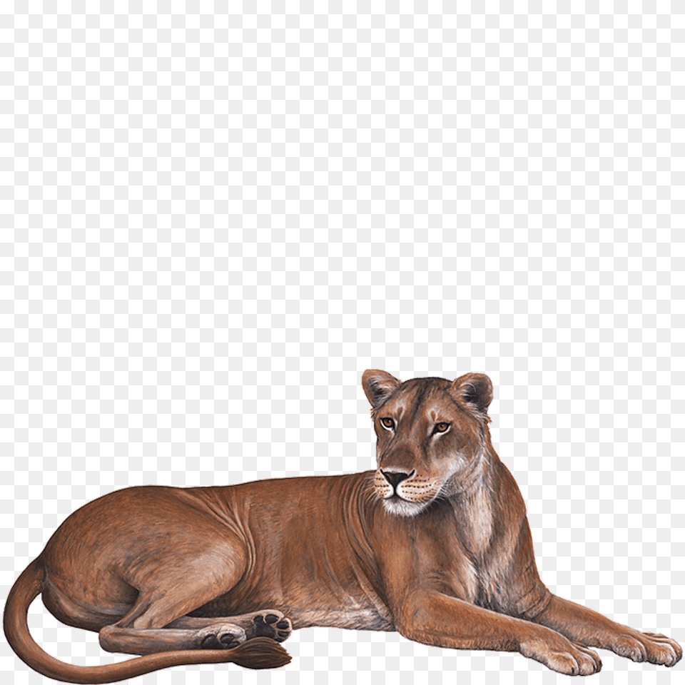 Lioness Transparent Image Arts, Animal, Lion, Mammal, Wildlife Png