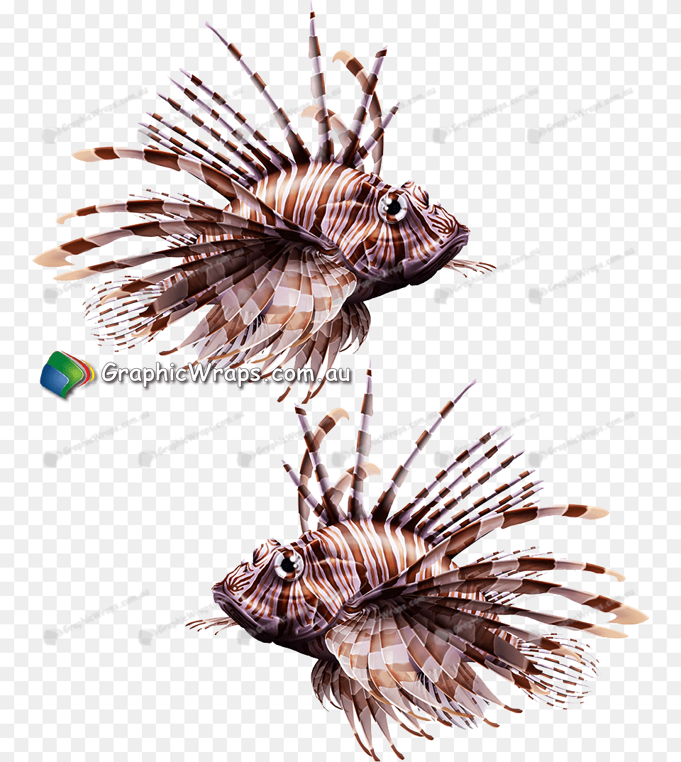 Lionfish Download Lionfish, Aquatic, Water, Animal, Sea Life Png