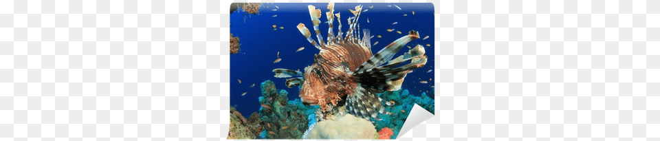 Lionfish On Coral Reef In The Red Sea Wall Mural Underwater, Animal, Sea Life, Outdoors, Nature Free Png