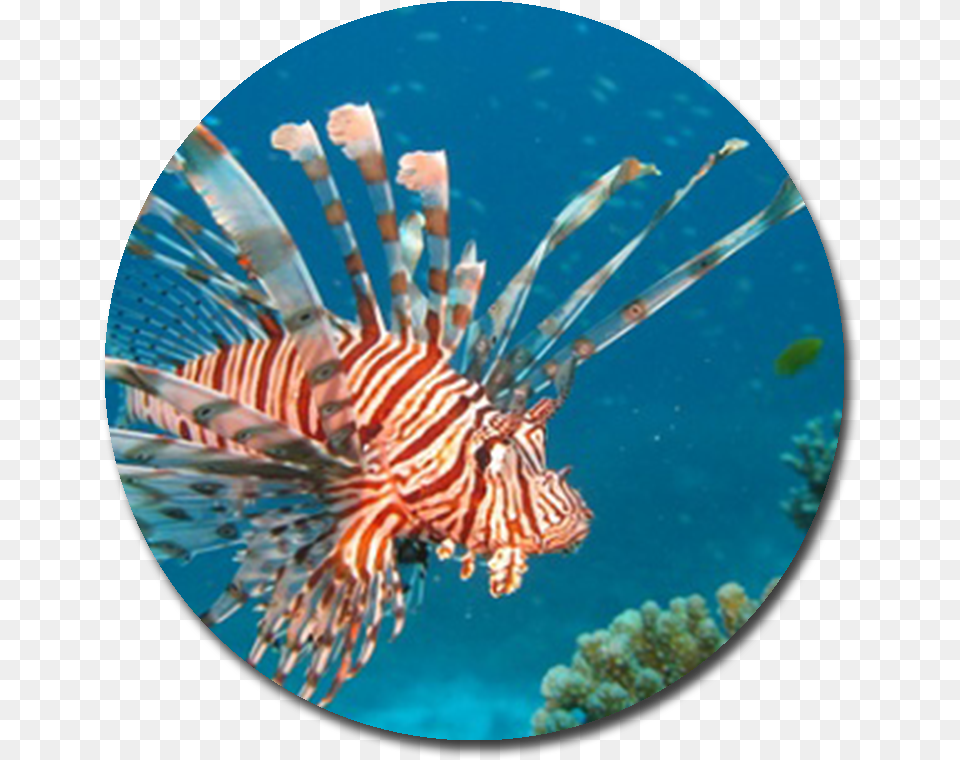 Lionfish Red Lionfish, Water, Aquatic, Sea Life, Sea Png