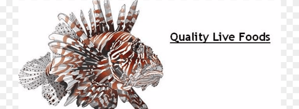 Lionfish Web Live Foods2 Lionfish, Aquatic, Water, Animal, Sea Life Free Png Download