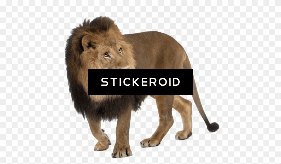 Lionquots Honor 557x563 Angry Lion, Animal, Mammal, Wildlife Png