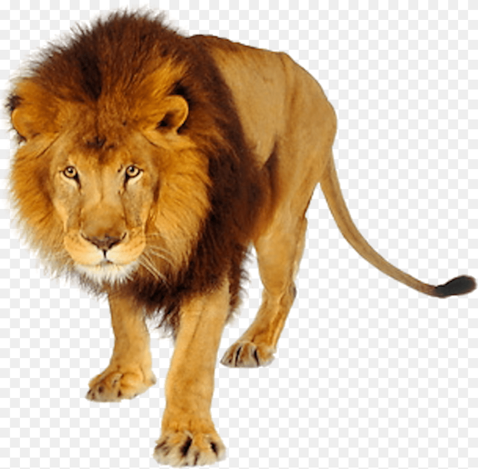 Lions And Tigers, Animal, Lion, Mammal, Wildlife Free Transparent Png