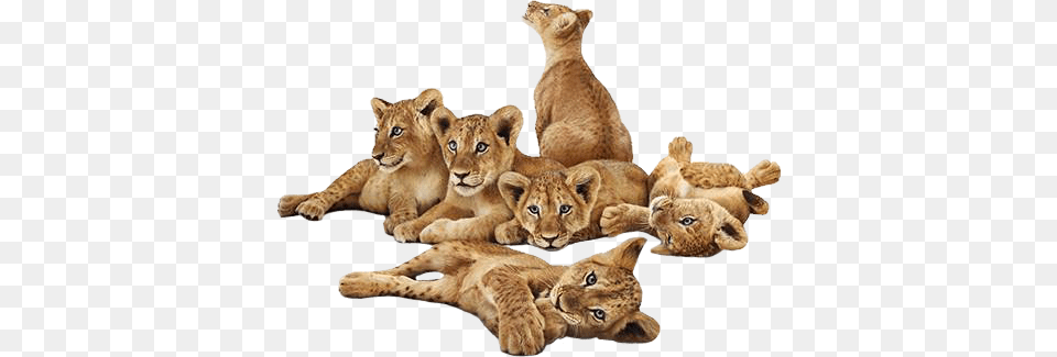 Lions Lion Lioncub Lioncubs Animals Transparent Lion Cub, Animal, Mammal, Wildlife, Kangaroo Free Png