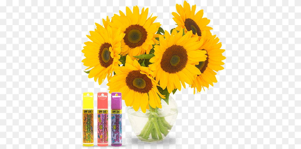 Lip Smacker Debuts As The World39s First Flavored Lip Bay, Flower, Plant, Flower Arrangement, Sunflower Free Transparent Png