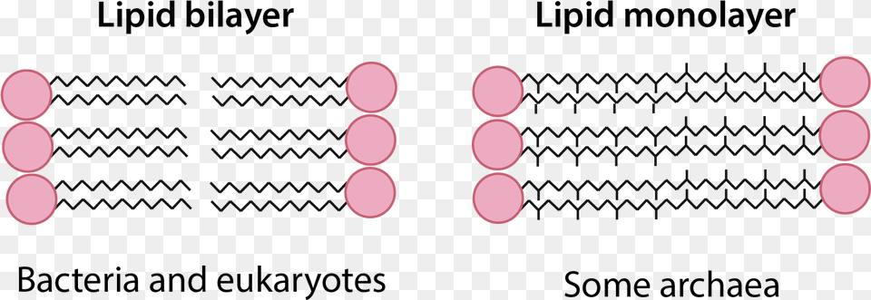 Lipid Bilayer Vs Monolayer, Lighting, Clock, Digital Clock Png