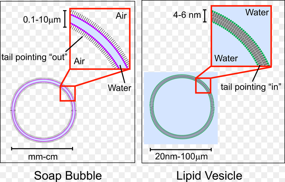 Lipid Vesicle Vs Soap Bubble Cell Membrane, Chart, Plot, Hoop Free Transparent Png