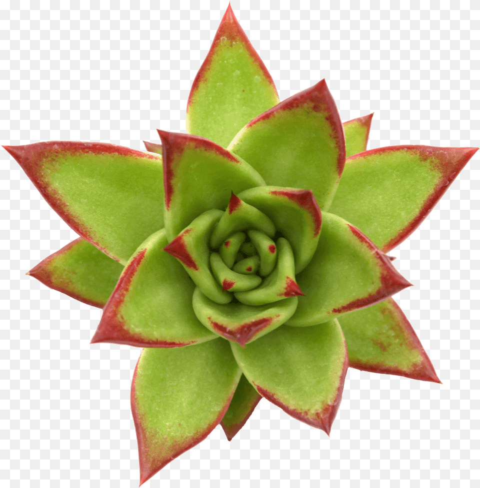 Lipstick Echeveria, Plant, Bud, Flower, Sprout Png Image