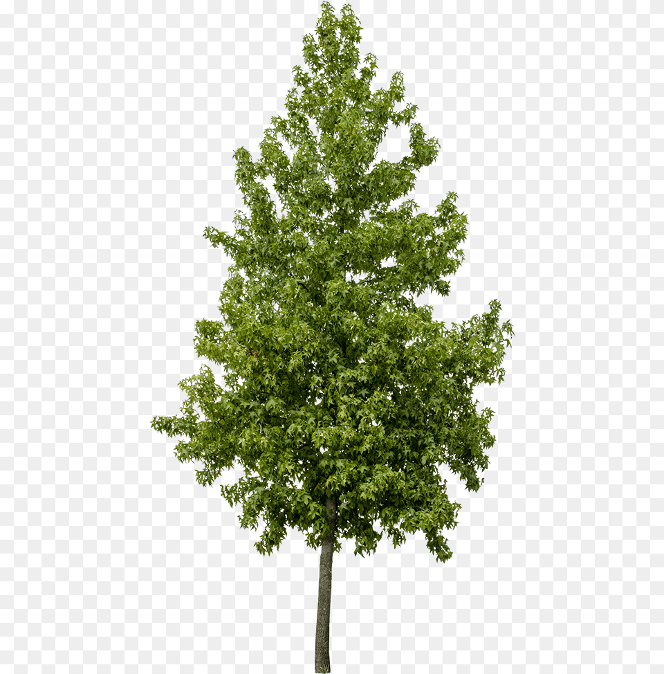 Liquidambar Styraciflua, Leaf, Maple, Oak, Plant Png Image