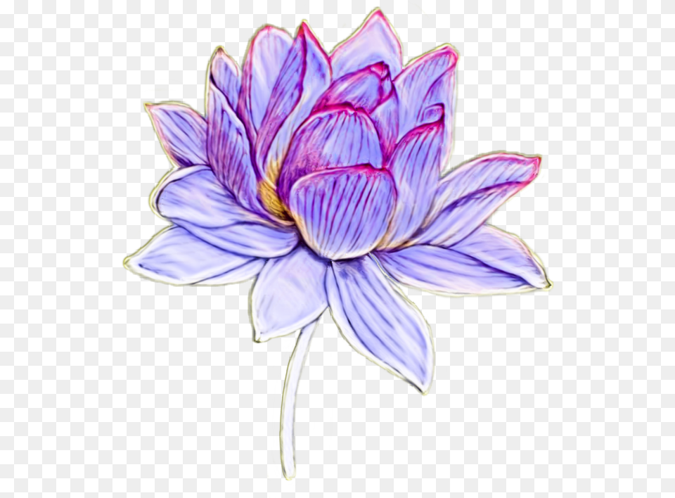 Liriodeagua Dibujo Draw Lirio Lirioacuatico, Dahlia, Flower, Plant, Petal Free Png Download