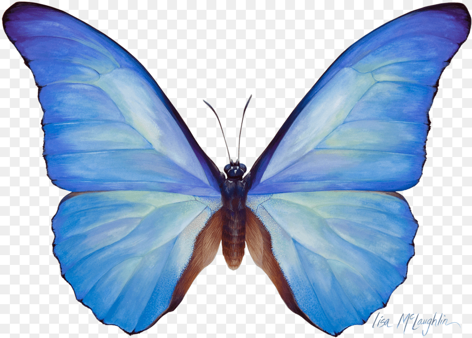 Lisa Mclaughlins Detailed Wildlife Watercolors Exhibit, Animal, Butterfly, Insect, Invertebrate Free Png