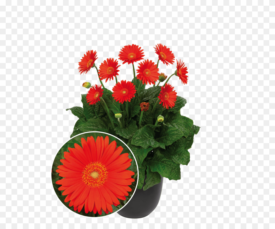 Lisa Pascoe Canada Blooms, Daisy, Flower, Flower Arrangement, Flower Bouquet Free Png
