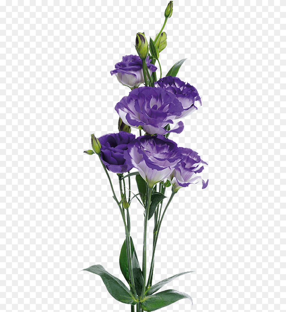 Lisianthus U2013 Rio Roses Lisianthus, Flower, Plant, Flower Arrangement, Rose Png