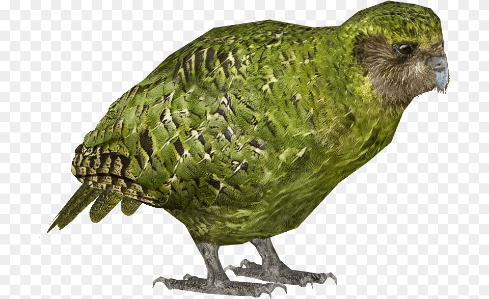 List Button Kakapo Animal, Bird, Beak Free Transparent Png