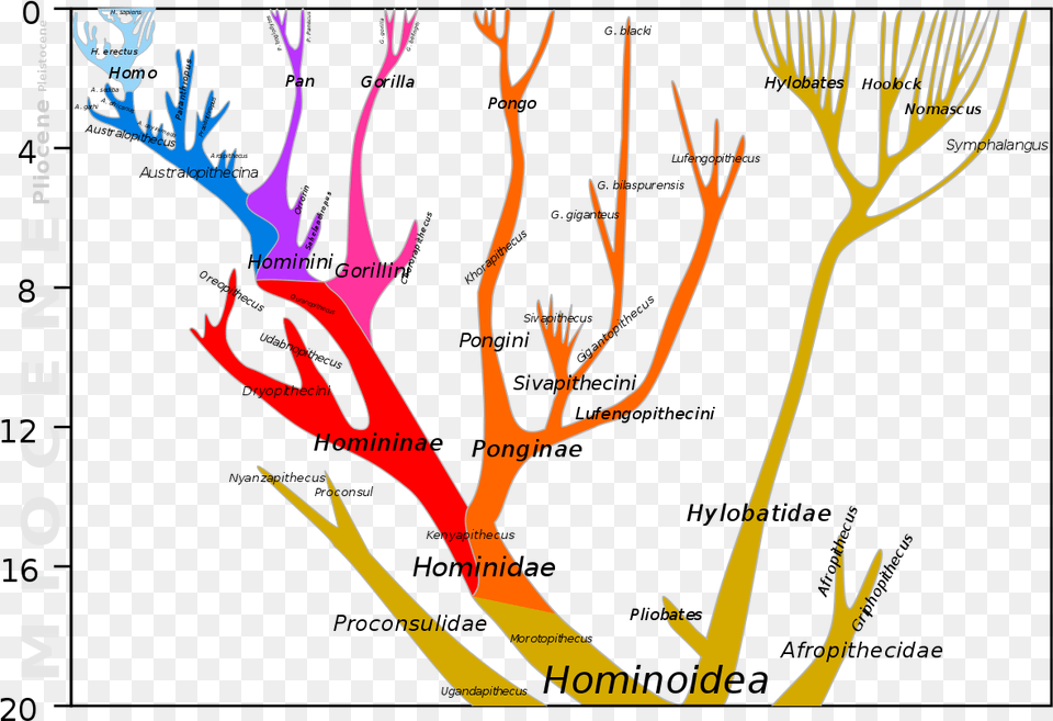 List Of Human Family Tree, Antler, Cutlery, Fork, Person Png Image